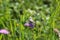 A beautiful butterfly sits on a flower and collects nectar