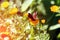 Beautiful butterfly sits on a marigolds Calendula in close up. Medicine flowers