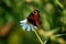 Beautiful butterfly sitting on a daisy green bokeh