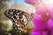 Beautiful butterfly is sitting on flower in garden. Macro shot.