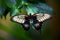 Beautiful butterfly sitting on the green a leaf. Rumanzovia Swallowtail, Papilio Rumanzovia female Scarlet Mormon portrait.