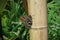 Beautiful butterfly sitting on the stem of a bamboo plant. Close-up of a butterfly. Collection.