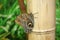 Beautiful butterfly sitting on the stem of a bamboo plant. Close-up of a butterfly. Collection.