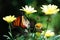 A beautiful butterfly sitting on the stem of a soft yellow flower in the summer sunshine.