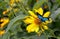 Beautiful butterfly sitting on a yellow flower rudbeckia.