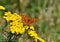 Beautiful butterfly sitting on yellows.