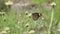 Beautiful butterfly on small grass flowers