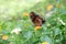 Beautiful butterfly in small yellow flowers. Close up details