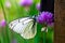 Beautiful butterfly on summer lilac flowers