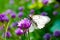 Beautiful butterfly on summer lilac flowers