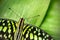 Beautiful butterfly Tailed jay, Graphium agamemnon in tropical f