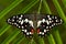 Beautiful butterfly from Tanzania. Citrus swallowtail, Papilio demodocus, sitting on the green leaves. Insect in dark tropic fores