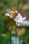 Beautiful butterfly on white flower