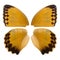 Beautiful butterfly wings in orange, brown and black close up isolated