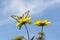 Beautiful butterfly on yellow flowers against the blue sky