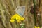 Beautiful butterfly on yellow lathyrus flower, closeup