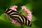 Beautiful butterfly Zebra Longwing, Heliconius charitonius. Butterfly in nature habitat. Nice insect from Costa Rica. Butterfly in