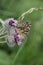 Beautiful butterly on a flower