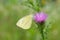 Beautiful Cabbage butterfly