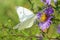 Beautiful Cabbage Butterfly on a garden flower