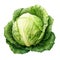 beautiful Cabbage watercolor Vegetable clipart illustration