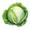 beautiful Cabbage watercolor Vegetable clipart illustration