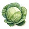 beautiful Cabbage watercolor Vegetable clipart illustration