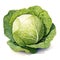 beautiful Cabbage watercolor Vegetable clipart illustration