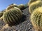 Beautiful cacti / cactus in Southern California
