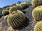 Beautiful cacti / cactus in Southern California