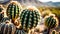 Beautiful cactus against the background of the Mexican desert, agave bush grows in the desert,