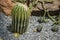 Beautiful cactus and aloe trees in little rocks