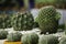 Beautiful cactus in the clay pot to enhance the beauty of home furniture