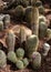 Beautiful cactus collection in botanical garden