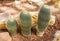 Beautiful cactus collection in botanical rocky garden, phallic shaped, decor and background