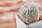 Beautiful cactus with dense white thorns and fluff. Lovely snow-white cactus. Copy space.