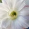 Beautiful cactus flower blooming, small plant for home decor. Flower of a home cactus Trichocereus whitening. A flower