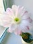 Beautiful cactus flower blooming, small plant for home decor. Flower of a home cactus Trichocereus whitening. A flower