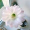 Beautiful cactus flower blooming, small plant for home decor. Flower of a home cactus Trichocereus whitening. A flower