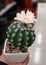 Beautiful cactus flower decoration aestetic