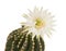 Beautiful cactus flower isolated