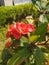 Beautiful cactus flower, red colour, green leaf in the garden.