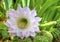Beautiful cactus flower Selenicereus grandiflorus