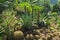 Beautiful Cactus garden, decorated with Cactuses, Agave, brown sand stone, green leafs of palm tree and shrub on background