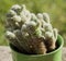 Beautiful cactus having small white thorns from close-up