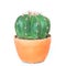 Beautiful cactus head in pottery on white background
