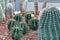 Beautiful cactus on pebble and sand