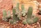 Beautiful cactus with phallic shape in rocky garden