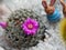 Beautiful cactus pink flower blooming