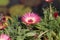 Beautiful cactus plant of the genus Delosperma bloom